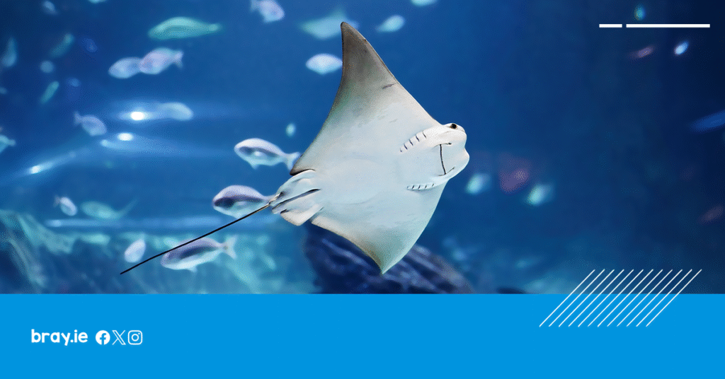 Dive Into Bray: New Aquarium brings Marine Adventures back to the Seafront