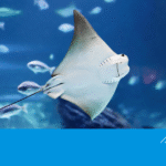 Dive Into Bray: New Aquarium brings Marine Adventures back to the Seafront